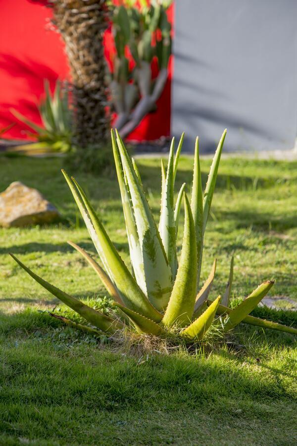 Fleurs De Canne Piscines Privees Le Moule Exterior photo